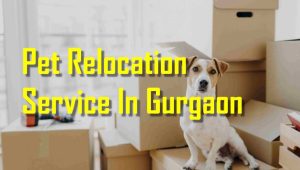 Pet relocation service in Gurgaon